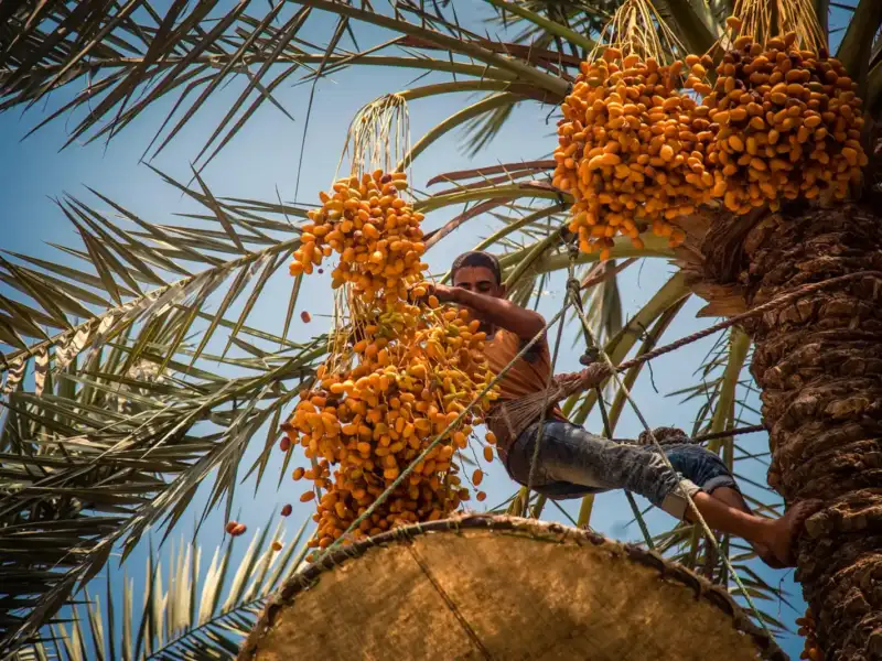 عذوق التمر على النخلة وقت الحصاد