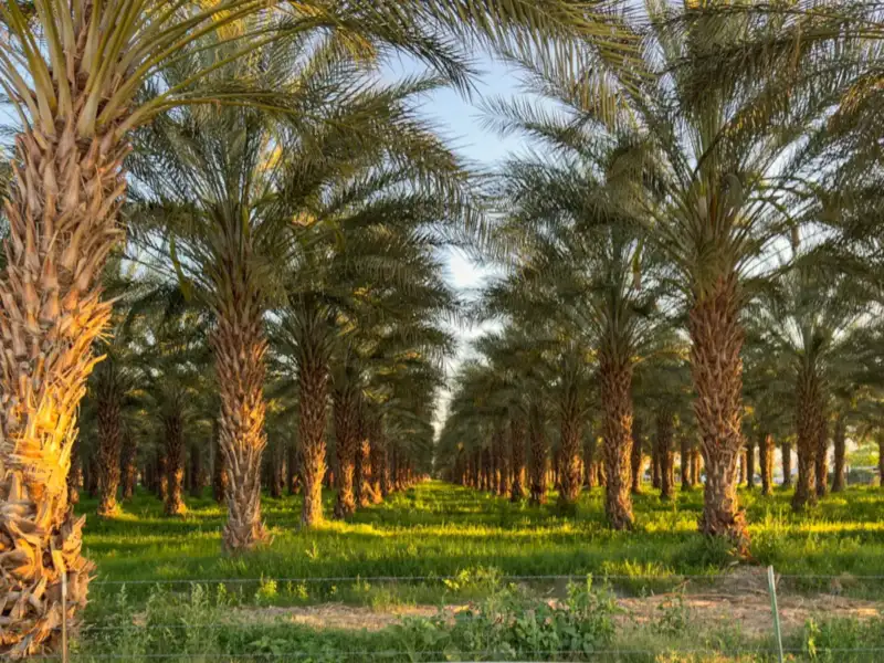 بستان نخيل التمر