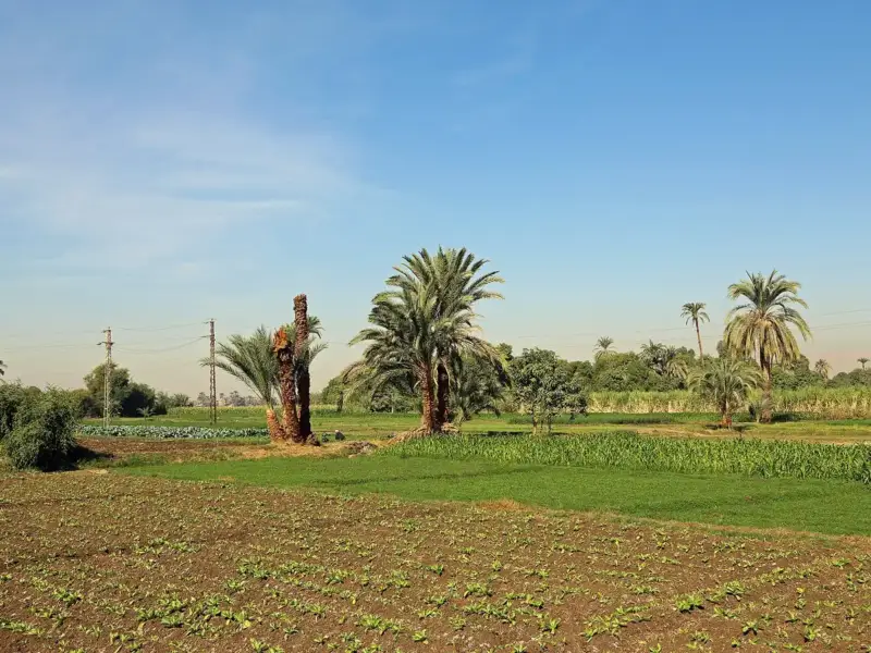 أراضٍ زراعية خضراء في مصر