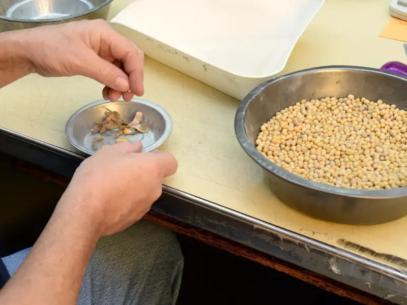 فحص جودة العينات في المعمل